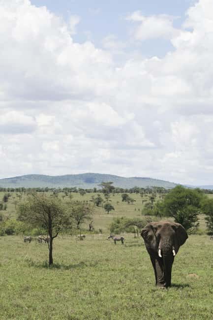 Zanzibar: 4-Day Tarangire, Serengeti & Ngorongoro Safari - Key Points