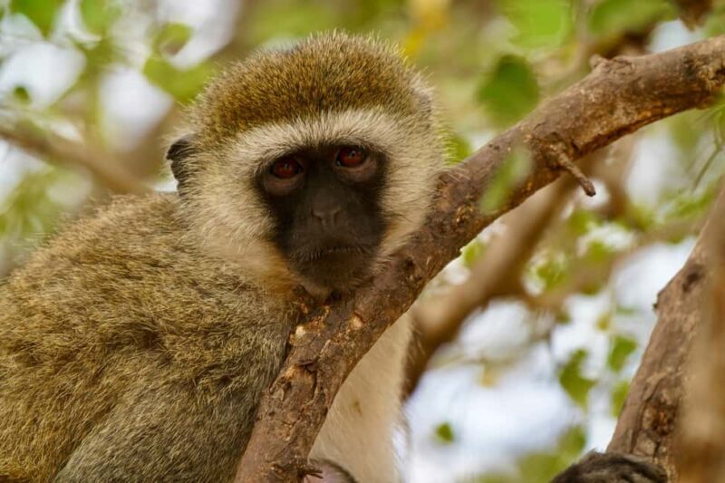 Zanzibar: 4-Day Tarangire, Serengeti & Ngorongoro Safari - The Practicalities: What’s Included and What to Expect