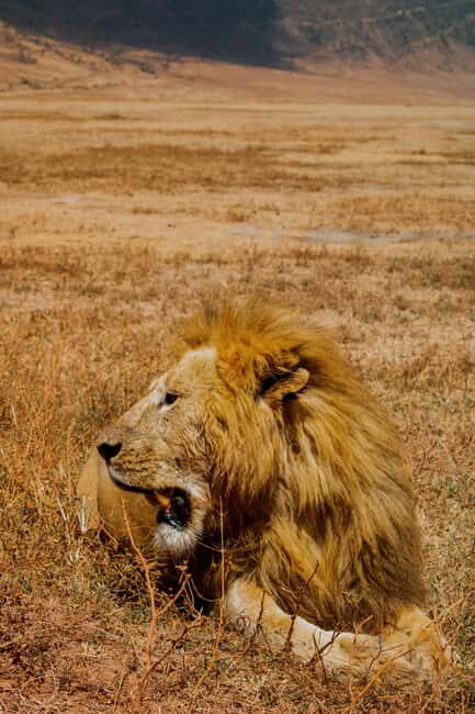 Zanzibar: 5-Day Serengeti and Ngorongoro Safari with Flights - Zanzibar: 5-Day Serengeti and Ngorongoro Safari with Flights – A Complete Review