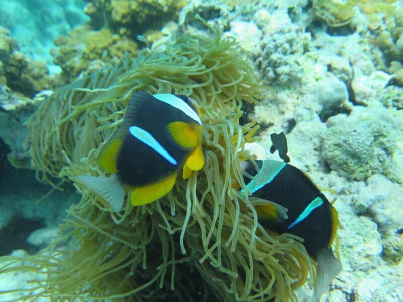 Zanzibar 5 Days Scuba Diving ten dive: blue trip experience - Pricing and Value