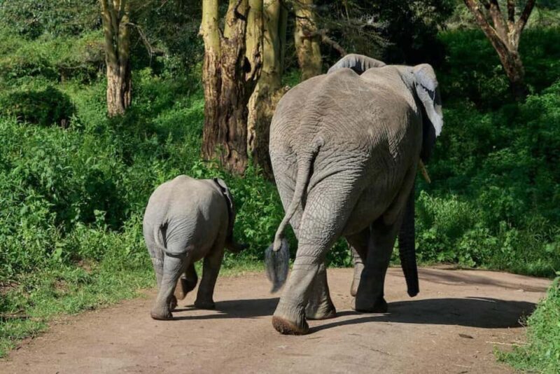 Zanzibar: A Day Trip to Mikumi National Park from Zanzibar - Key Points
