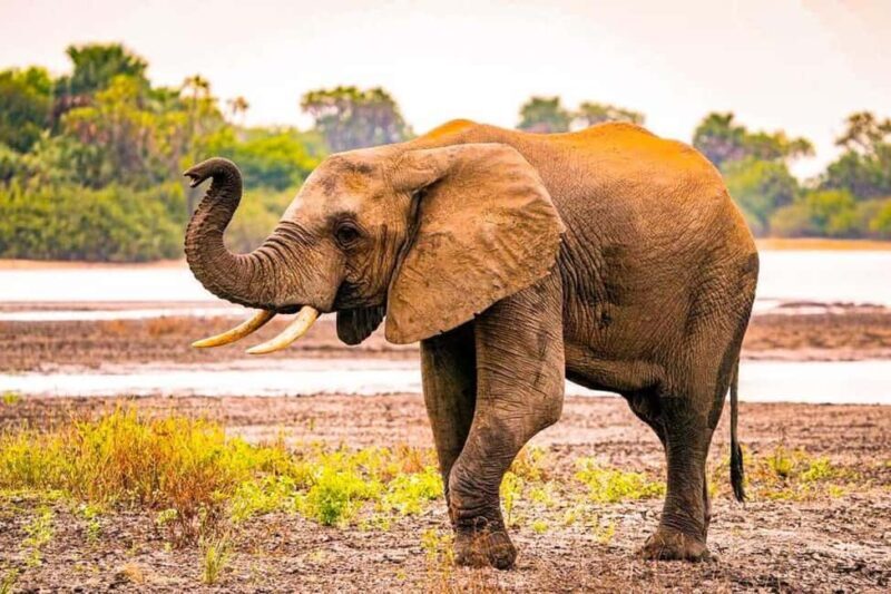Zanzibar: A Day Trip to Mikumi National Park from Zanzibar - An In-Depth Look at the Experience