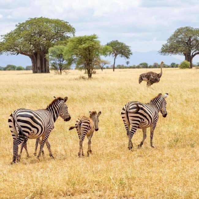 Zanzibar: A Day Trip to Mikumi National Park from Zanzibar - The Sum Up: Who Is This Tour Best For?