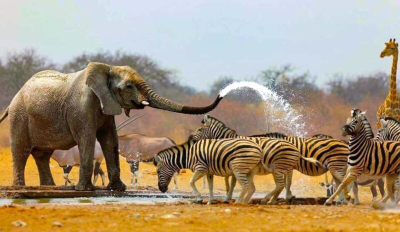 Zanzibar: A Day Trip to Mikumi National Park from Zanzibar - FAQ