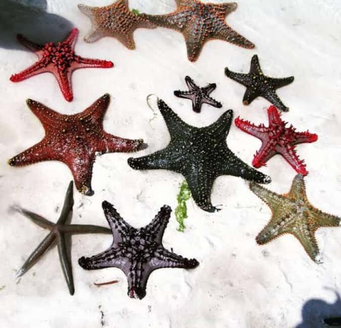 ZANZIBAR: Amazing natural lagoon and Starfish tour - Key Points