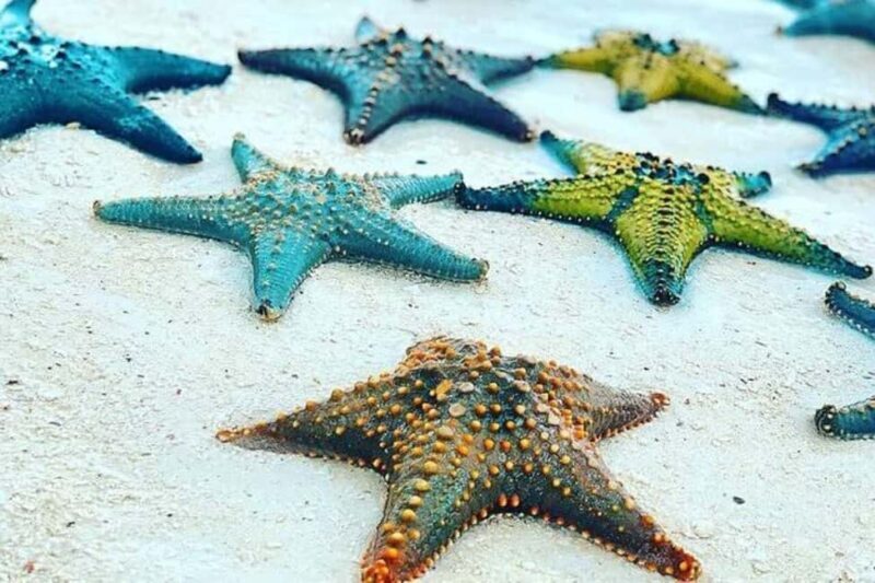 ZANZIBAR: Amazing natural lagoon and Starfish tour - The Practicalities: What to Expect and How to Prepare