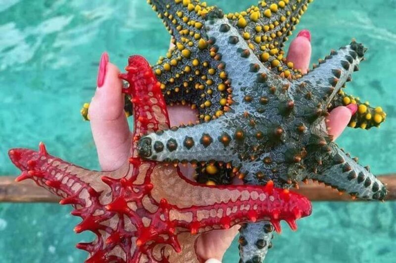 ZANZIBAR: Amazing natural lagoon and Starfish tour - FAQ