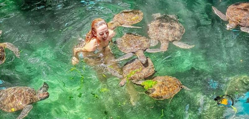 Zanzibar: Baraka Aquarium Feed, Swim & Snorkel with Turtles - Key Points