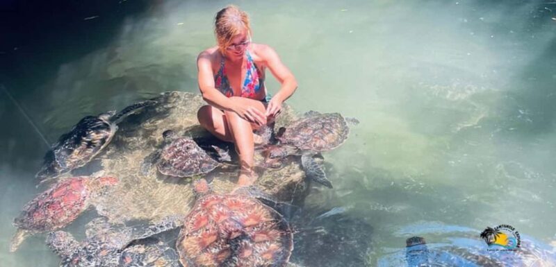 Zanzibar: Baraka Aquarium Feed, Swim & Snorkel with Turtles - Exploring Zanzibar’s Turtle Experience: What to Expect
