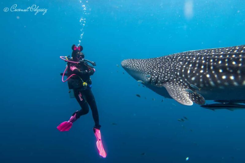 Zanzibar Bawe Island Snorkeling Day Trip with Lunch - Authentic Insights from Reviewers and What to Expect