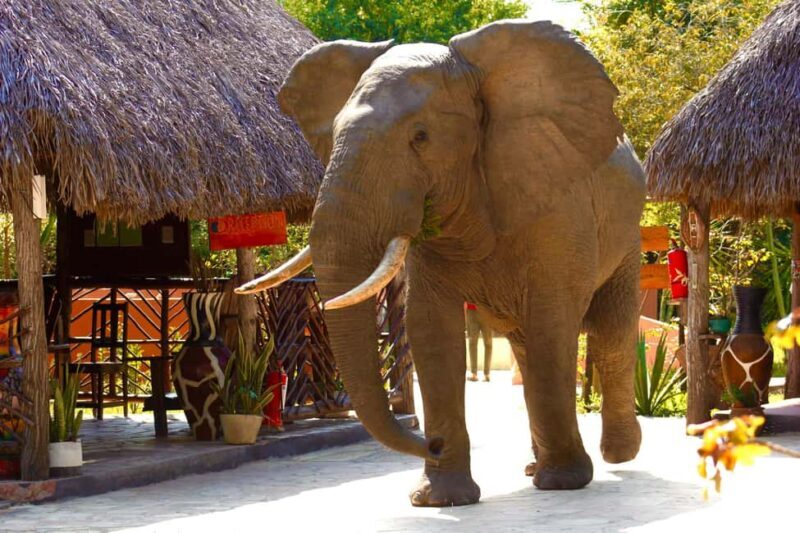 Zanzibar: Best Selous Day Safari with Flights & Lunch - FAQ
