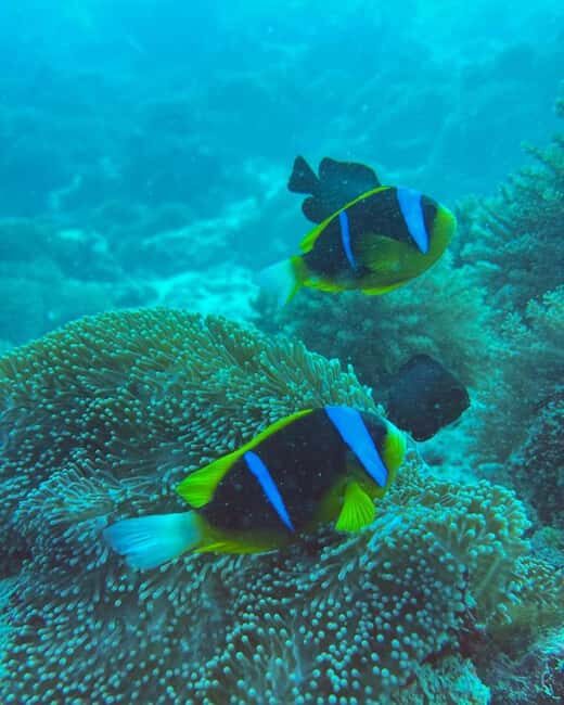 Zanzibar: Blue Lagoon, Rock Restaurant, Cave, and Beach Trip - Key Points