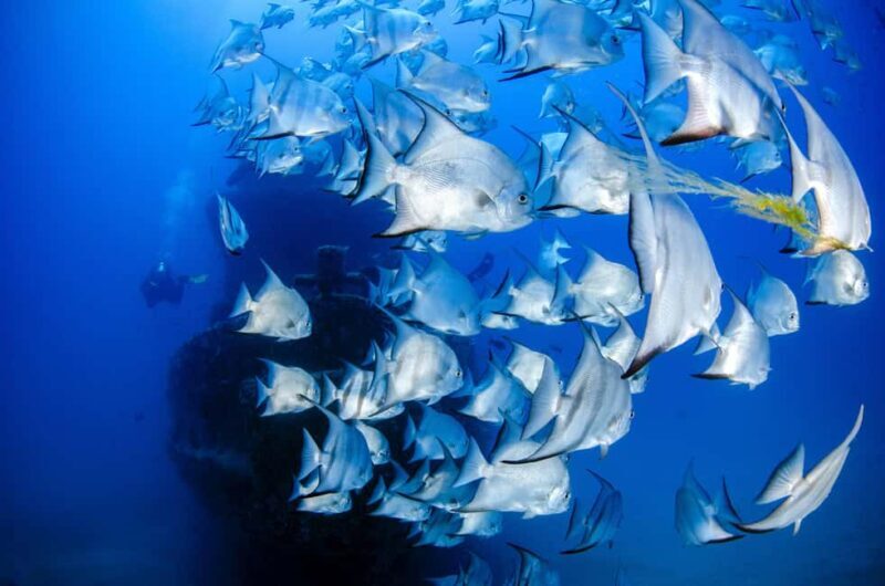 Zanzibar: Blue Lagoon Snorkeling & Starfish Experience - Key Points
