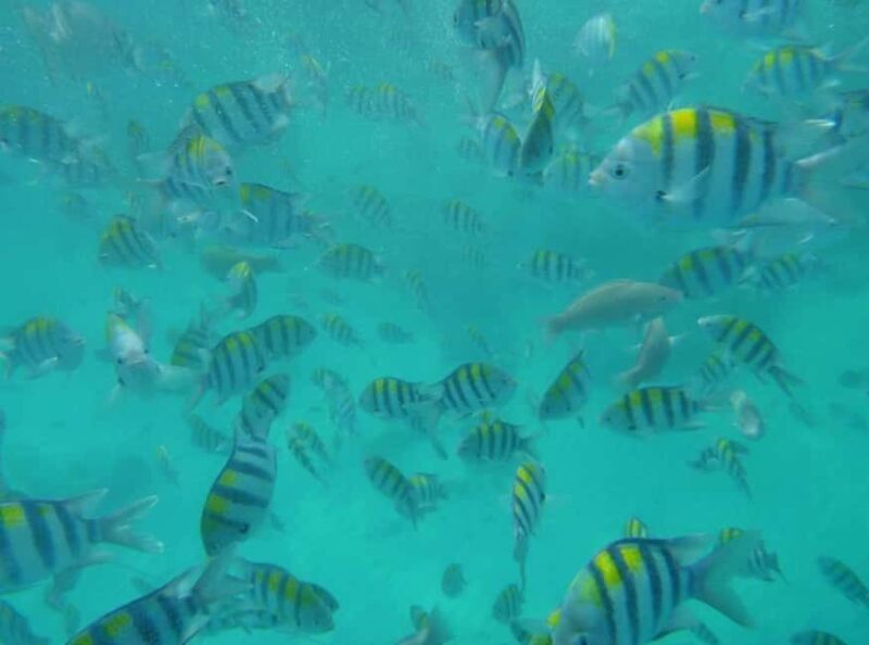 Zanzibar: Blue Lagoon Snorkeling With Starfish Tour - Setting the Scene: What to Expect on the Tour