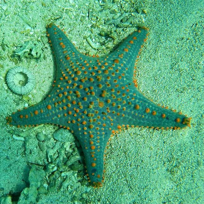 Zanzibar: Blue Lagoon, Star fish and Snorkeling Day tour - The Itinerary Breakdown