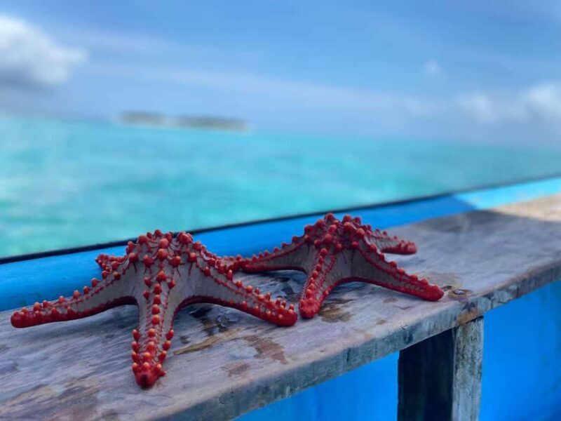 Zanzibar: Blue Lagoon, Star fish and Snorkeling Day tour - Who Should Consider This Tour?