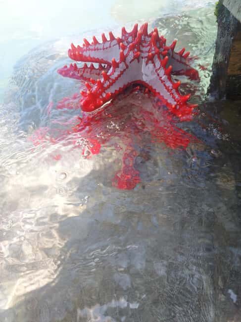 Zanzibar: Blue lagoon & Starfish - What to Expect from the Zanzibar Blue Lagoon & Starfish Tour