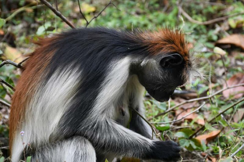 Zanzibar: Blue Safari, Jozani Forest "The Red Monkeys of Zanzibar" - A Closer Look at the Zanzibar Blue Safari and Jozani Forest Tour