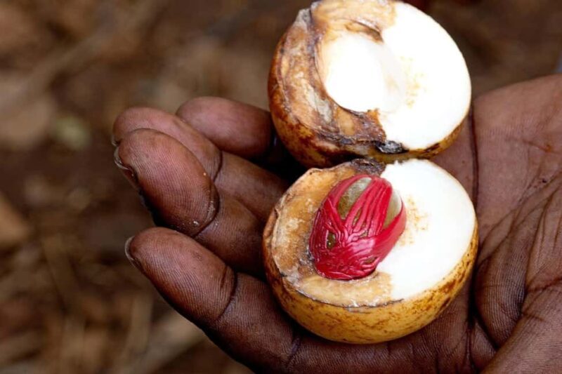 Zanzibar: Blue Safari, Spice Tour, Stone Town & Prison Island - Who Will Love This Tour?