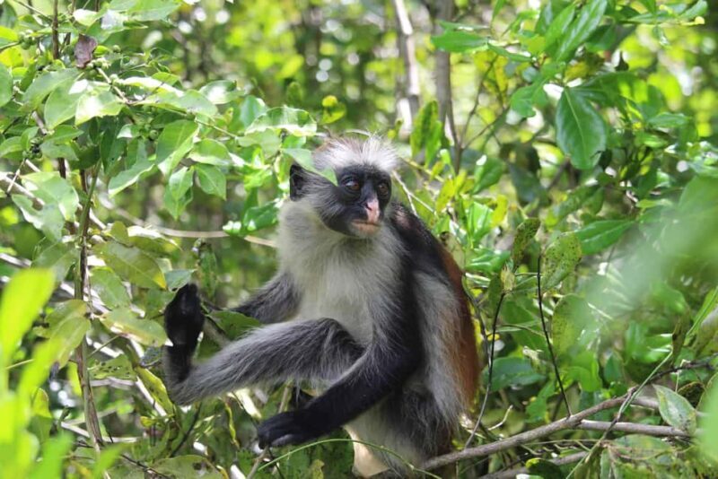 Zanzibar: Christmas Eve Tour to Jozani Forest and Stone Town - An Authentic Day in Zanzibar: What to Expect