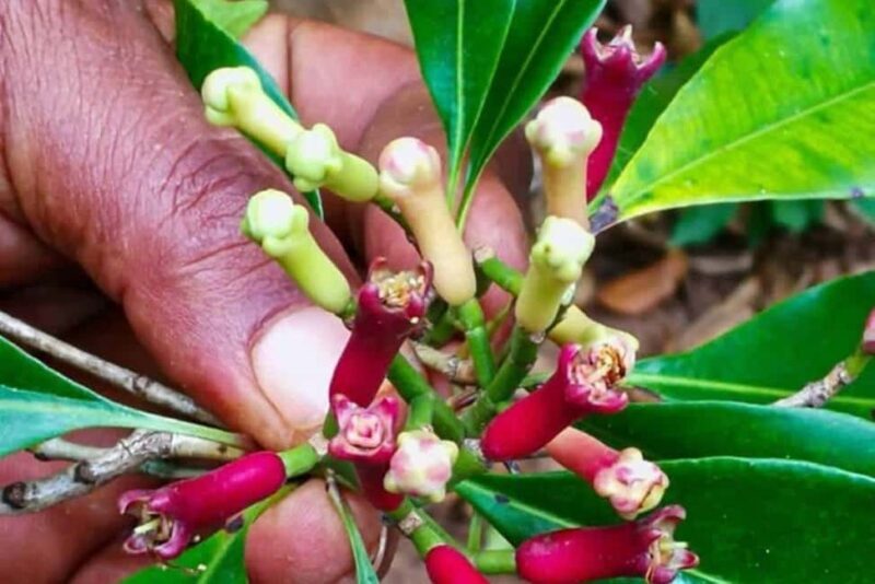 Zanzibar City: Spice Farm Tour - What is the Zanzibar Spice Farm Tour?