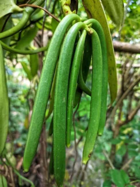Zanzibar City: Spice Farm Tour - Who Will Love This Tour?