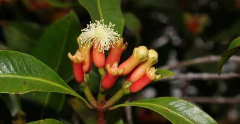 Zanzibar City: Spice Farm Tour - The Sum Up