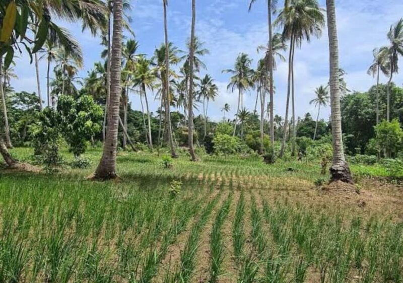 Zanzibar: Coconut Plantation Tour and Sunset Cruise - A detailed look at the Coconut Plantation Tour
