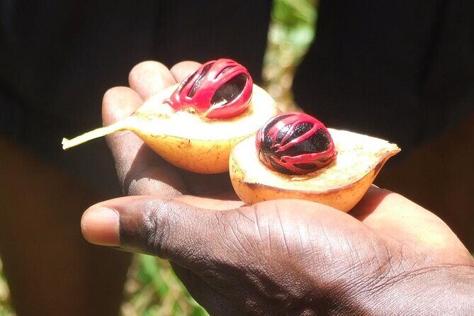 Zanzibar Cooking Class [Swahili food test ] and Spice farm Private tour - Who Will Love This Tour?