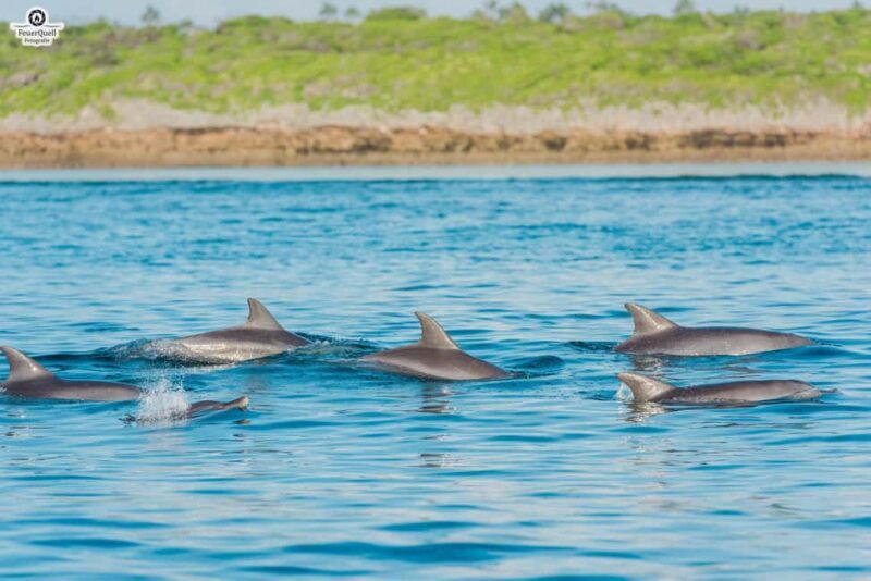 Zanzibar: Day Mnemba, Dolphin, Stone town tour with transfer - An In-Depth Look at the Tour: What to Expect