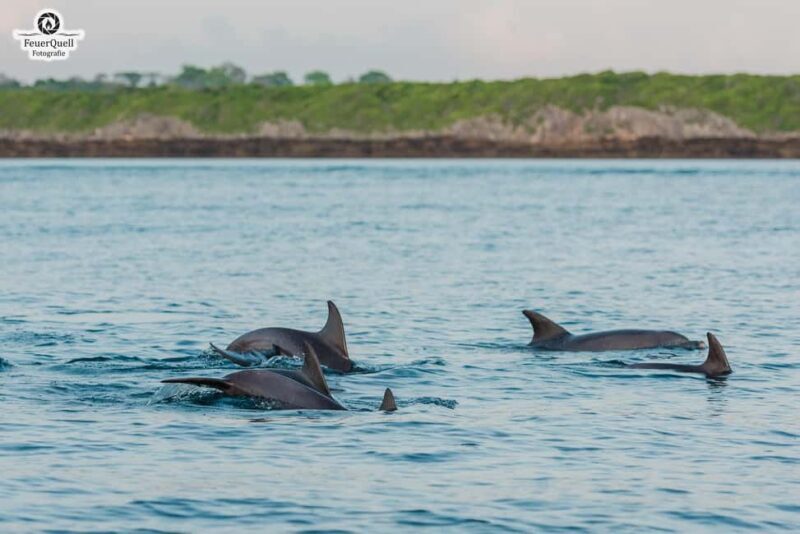 Zanzibar: Day Mnemba, Dolphin, Stone town tour with transfer - Why It Works and What to Keep in Mind