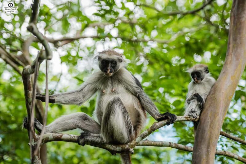 Zanzibar Day Secret Beach, Jozani, Ngonga Cave with transfer - Why This Tour is Worth It