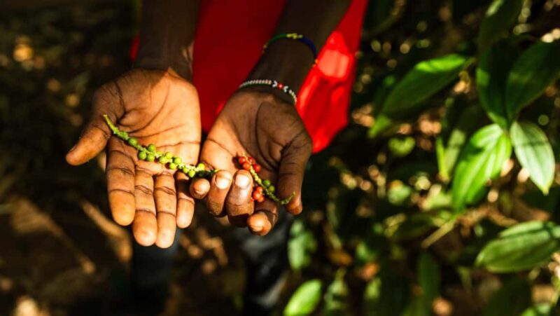 Zanzibar: Day Spice Farm,Reef and Beach Submarine Tour - An In-Depth Look at the Zanzibar Day Tour