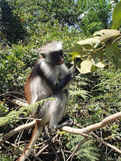 Zanzibar: Discover Red Colobus Monkey in Jozani forest tour - FAQ