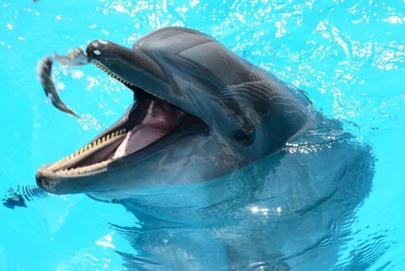Zanzibar - Dolphin tour & Mnemba from Nungwi or Kendwa - Key Points