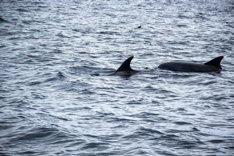 Zanzibar - Dolphin tour & Mnemba from Nungwi or Kendwa - Why This Tour Is a Great Choice