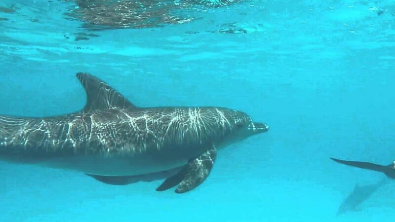Zanzibar: Dolphin tour with Snorkeling & Old Town Tour - What’s Included and What You Should Consider