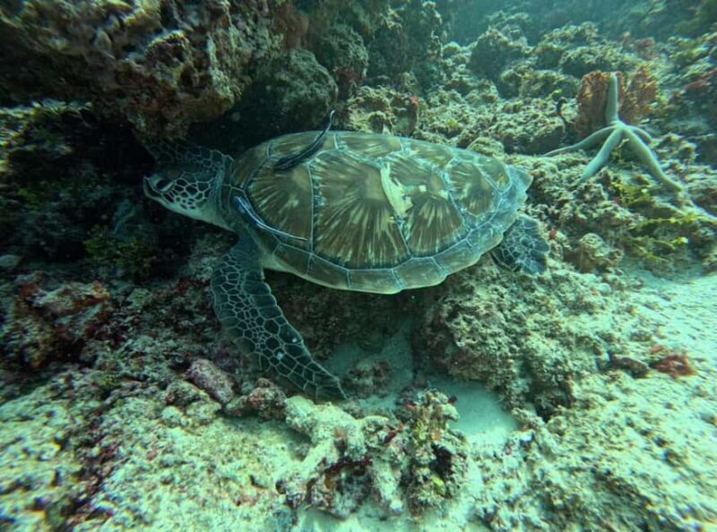Zanzibar: Dolphin tour with Snorkeling & Old Town Tour - The Experience: Authentic, Balanced, and Value-Driven