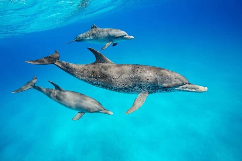 ZANZIBAR DOLPHIN TRIP - Key Points