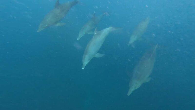 ZANZIBAR DOLPHIN TRIP - Overview of the Zanzibar Dolphin Trip