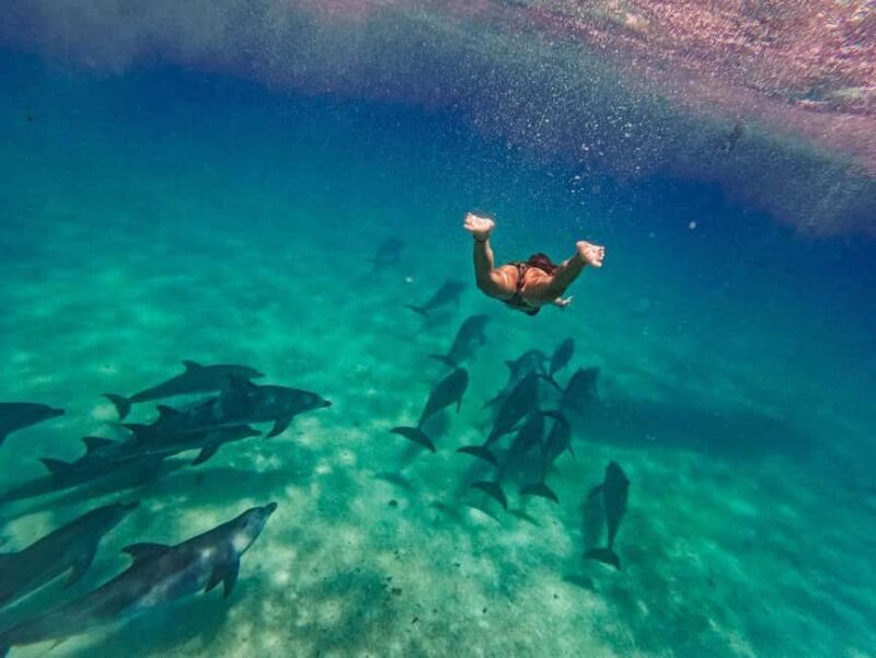 ZANZIBAR DOLPHIN TRIP - The Value of the Experience