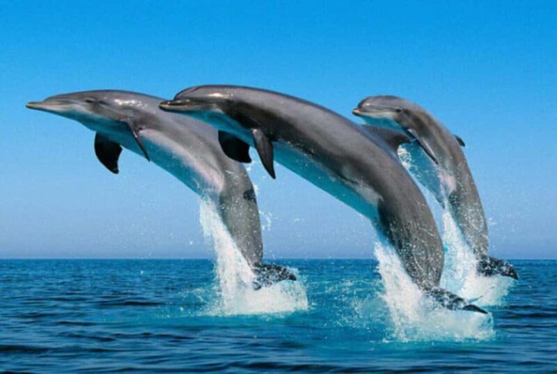 Zanzibar: Dolphins at Mnemba, Turtle Aquarium &Sunset cruise - Exploring Zanzibar’s Marine Life in a Single Day