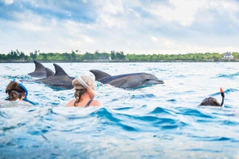 Zanzibar: Dolphins Encounter Adventure - Key Points
