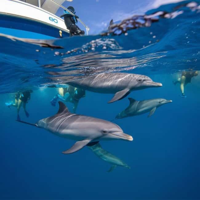 Zanzibar: Dolphins Encounter Adventure - Is This Tour Worth It?
