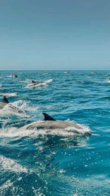 Zanzibar: Dolphins Encounter Adventure - Who Should Consider This Tour?