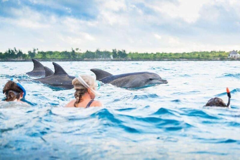 Zanzibar: Dolphins Encounter Adventure - Final Thoughts