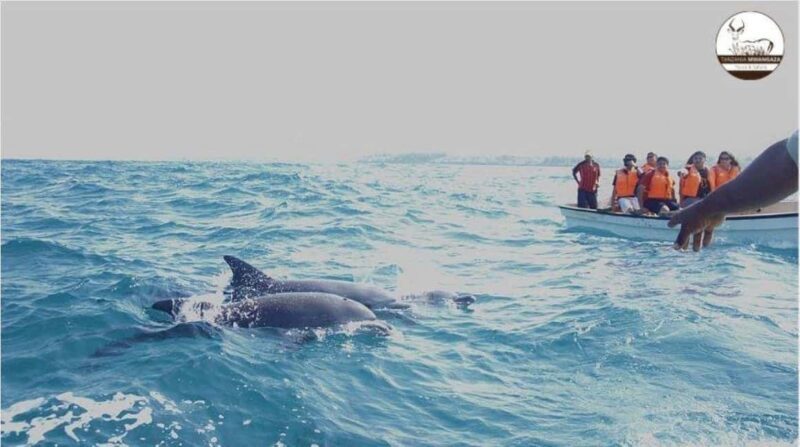 Zanzibar: Dolphins Encounter Adventure - FAQ