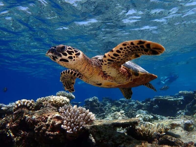 Zanzibar: Dolphins, Salaam, Starfish, Snorkeling, Kuza, Paje - Introduction