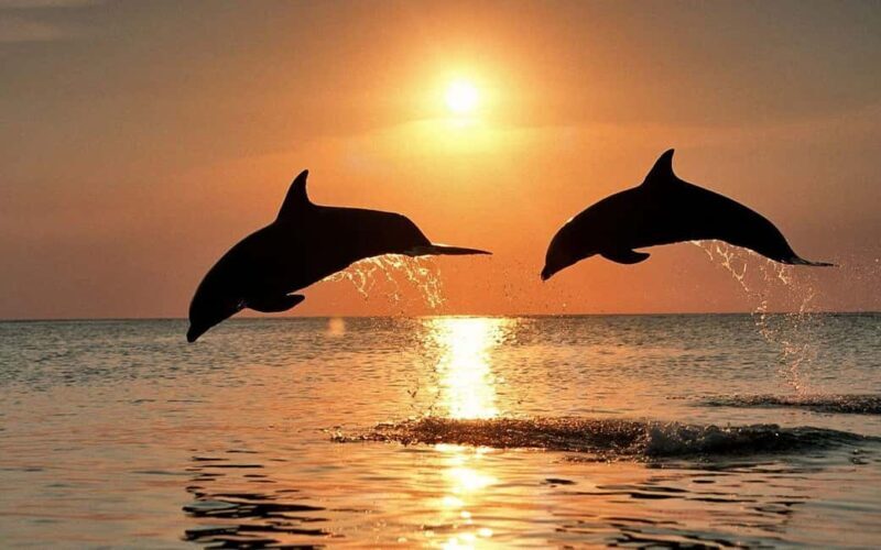 Zanzibar: Dolphins, Salaam, Starfish, Snorkeling, Kuza, Paje - Key Points