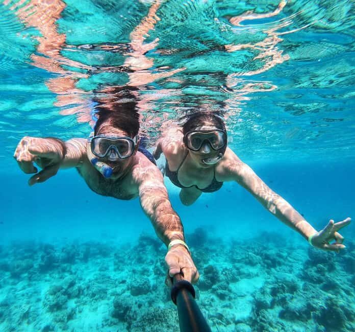 Zanzibar dolphins+ snokling at mnemba with turles swimming - The Sum Up  